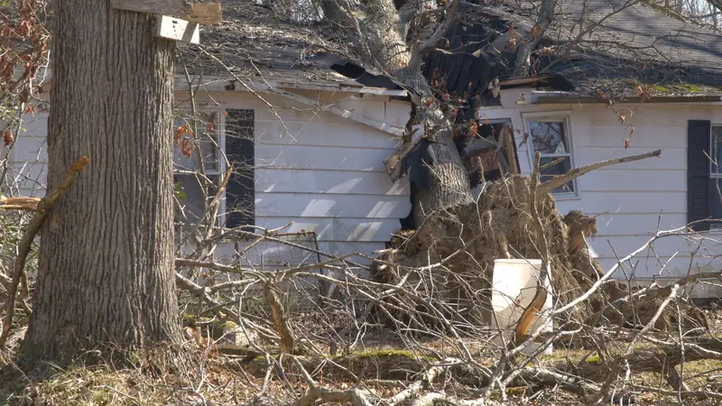 Large tree fallen against a house after a storm