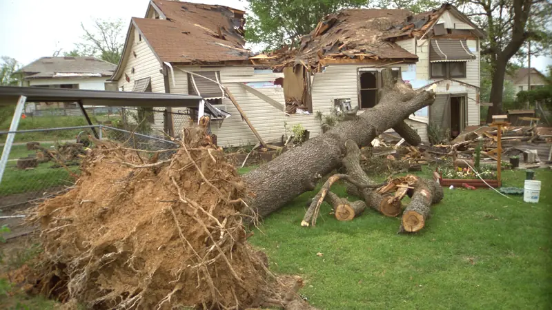 Uprooted tree beside a storm-damaged house